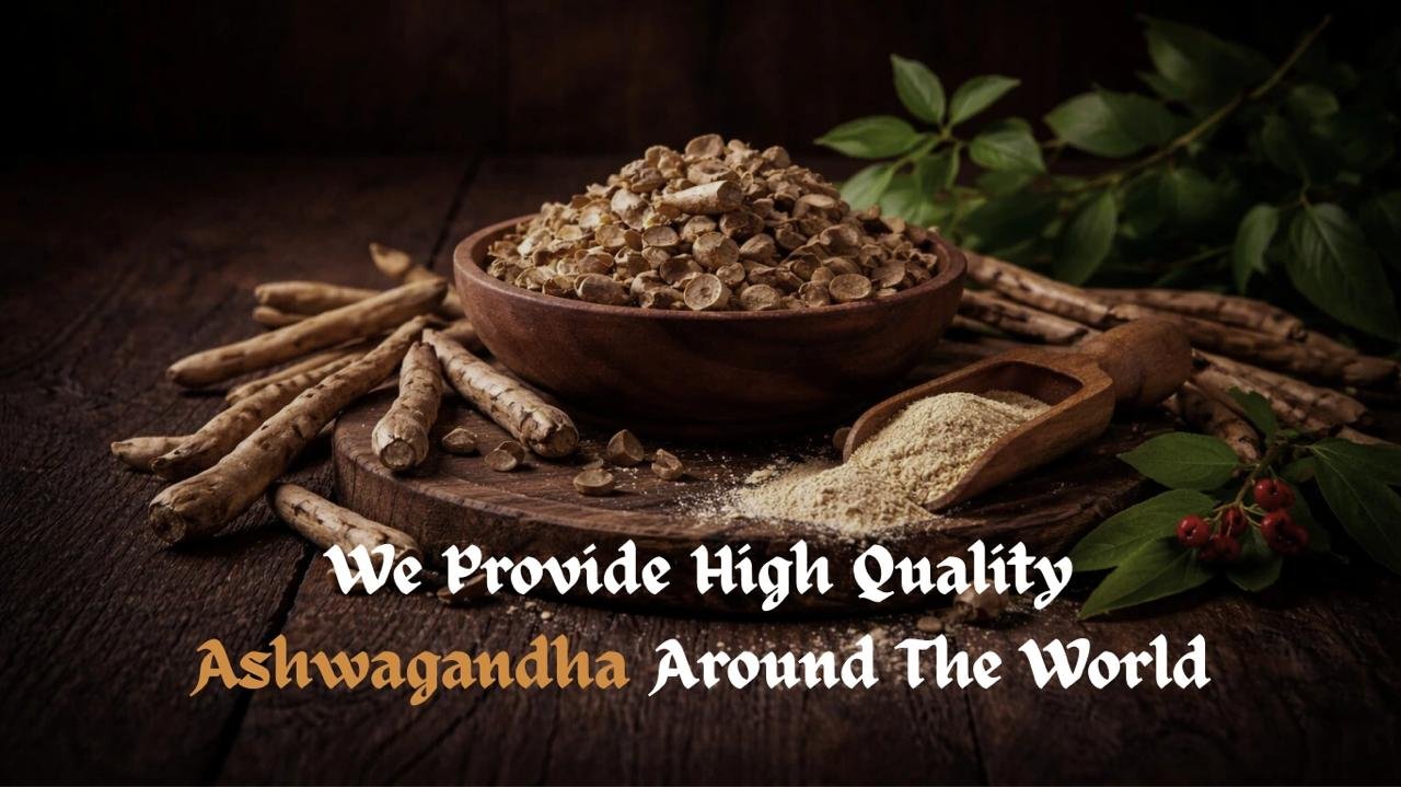 WhatsApp Image 2026-02-13 at 2.31.07 AM